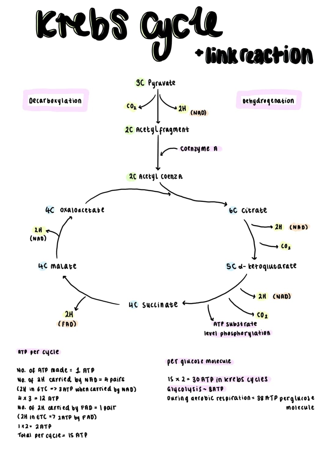 Universal energy carrier's ATP transfers
energy for all biochemical reactions in the
cells of all living organisms.
ATP Synthase
ADP + iP.
A