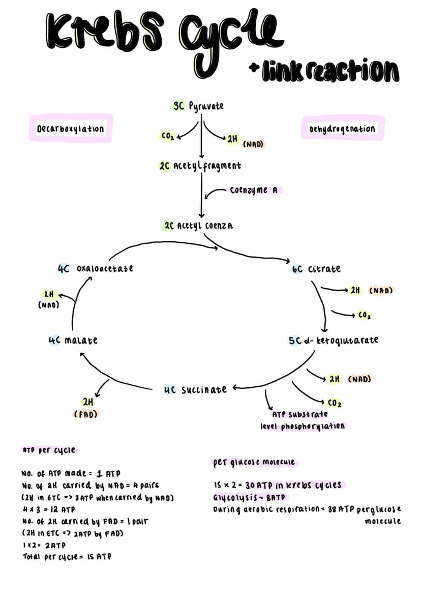 Universal energy carrier's ATP transfers
energy for all biochemical reactions in the
cells of all living organisms.
ATP Synthase
ADP + iP.
A