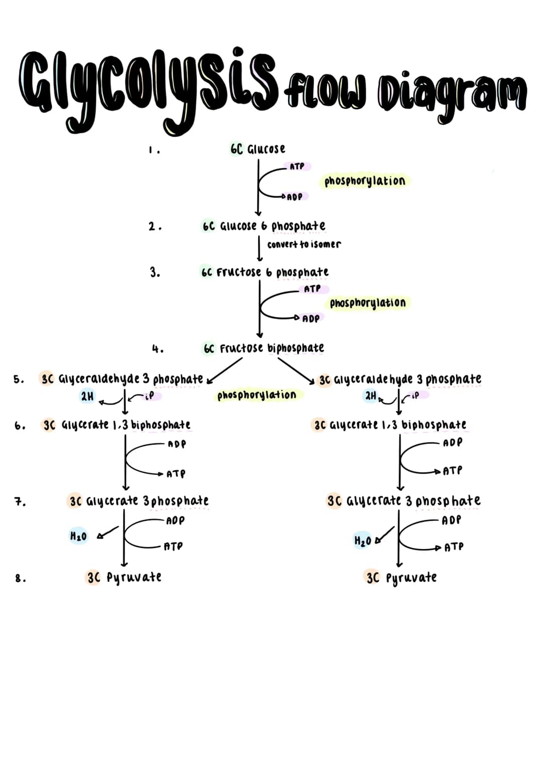 Universal energy carrier's ATP transfers
energy for all biochemical reactions in the
cells of all living organisms.
ATP Synthase
ADP + iP.
A