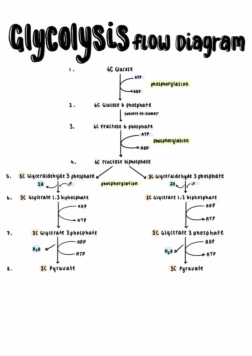 Universal energy carrier's ATP transfers
energy for all biochemical reactions in the
cells of all living organisms.
ATP Synthase
ADP + iP.
A