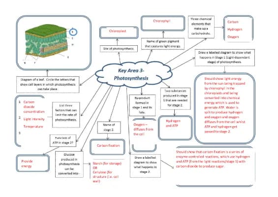 Know photosynthesis mindmap thumbnail