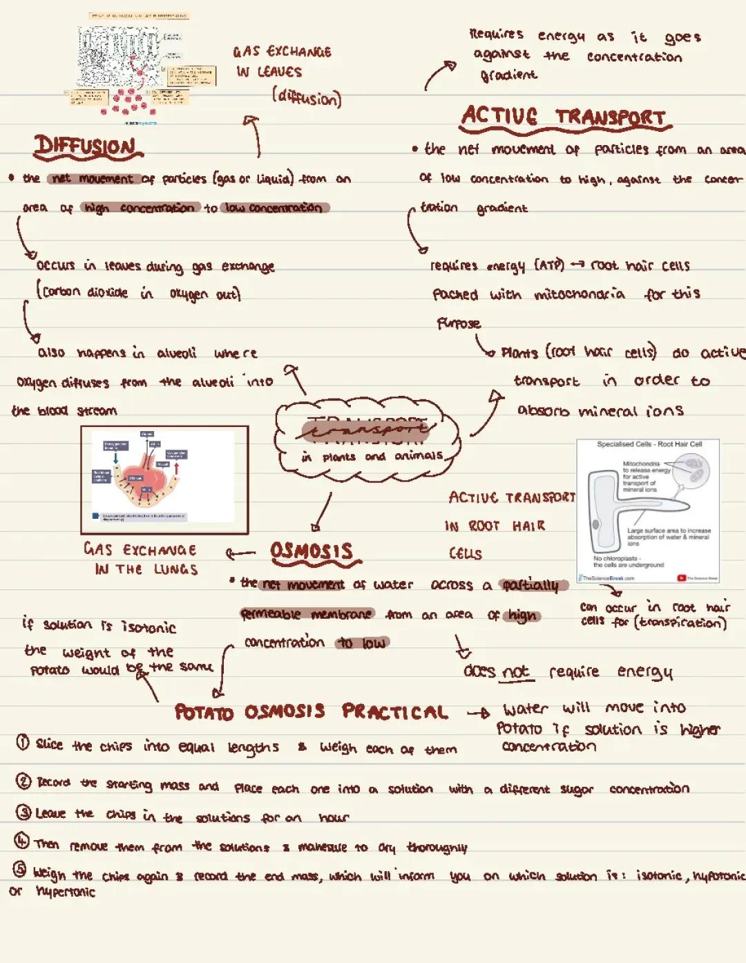 Gas Exchange in Leaves and Lungs & Potato Osmosis Fun Facts