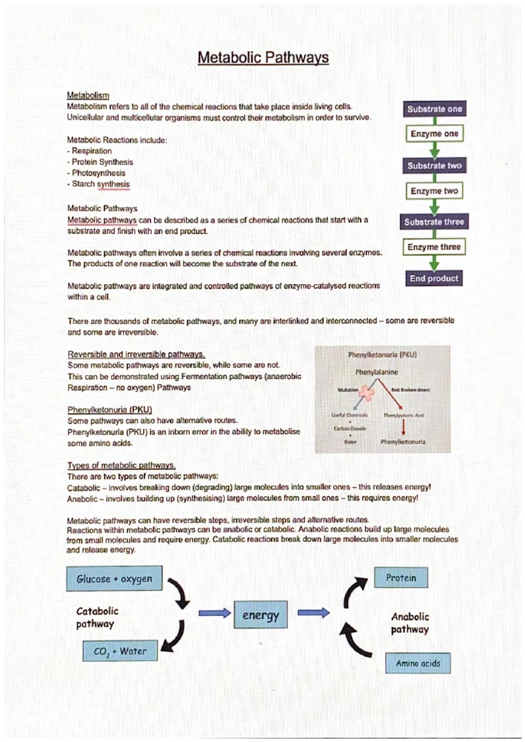 Understanding Higher Biology: Exploring Metabolic Pathways