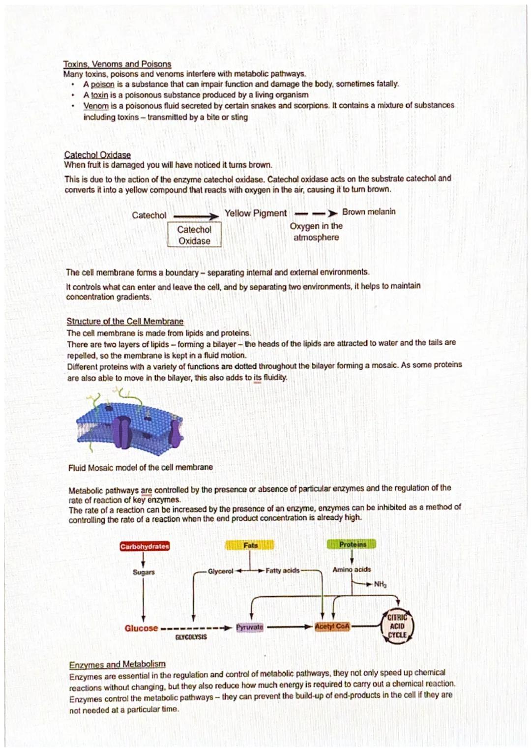 # Metabolic Pathways

Metabolism
Metabolism refers to all of the chemical reactions that take place inside living cells.
Unicellular and mul