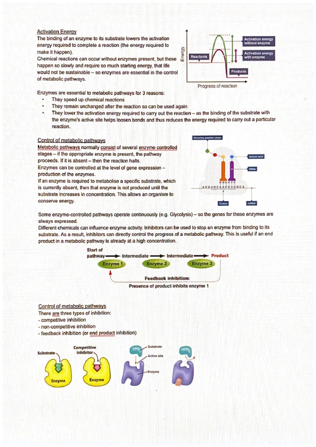# Metabolic Pathways

Metabolism
Metabolism refers to all of the chemical reactions that take place inside living cells.
Unicellular and mul
