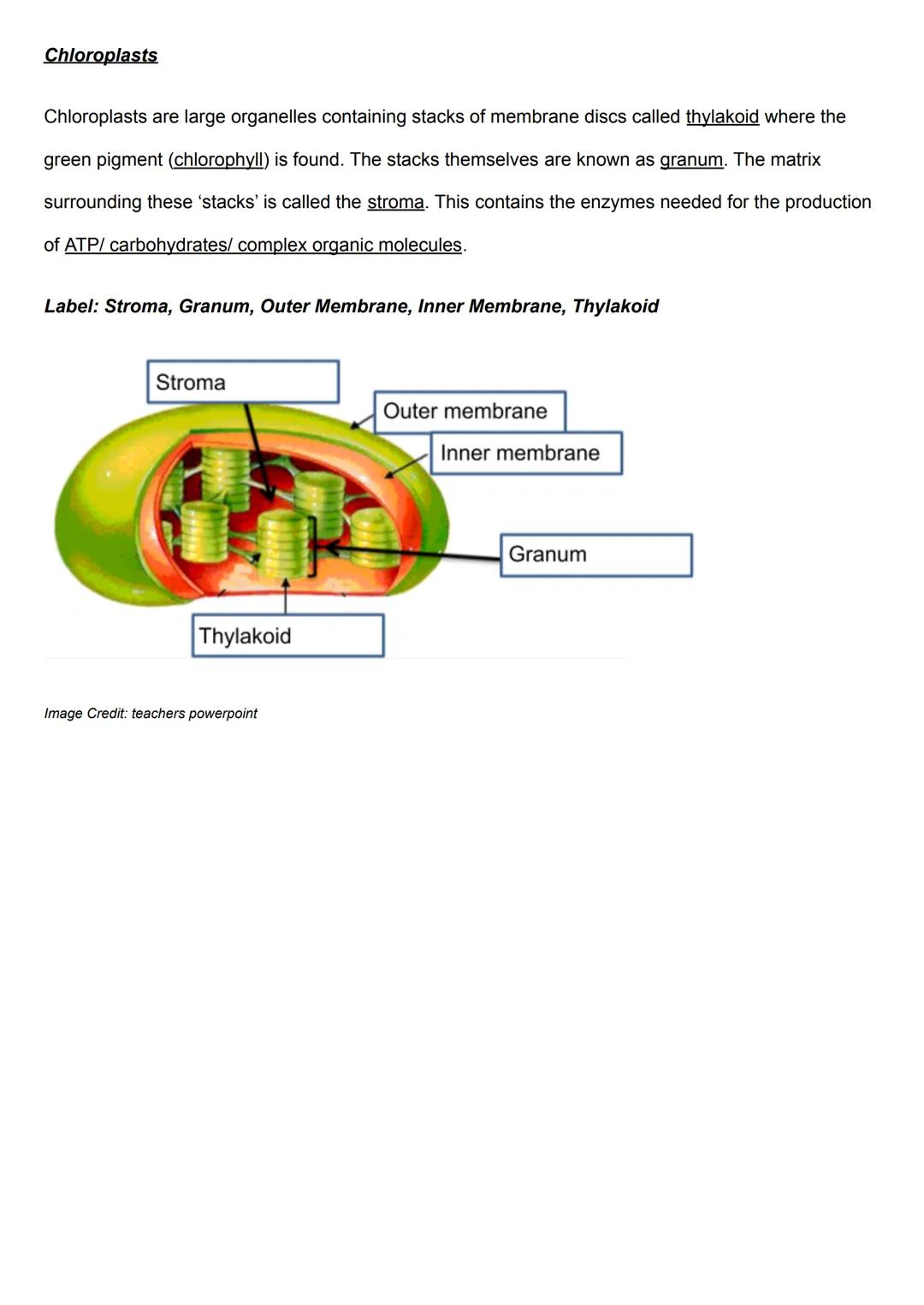 17.3 Photosynthesis - Chloroplasts and Chlorophyll
What is photosynthesis?
Plants are autotrophs: this means that they make their own organi