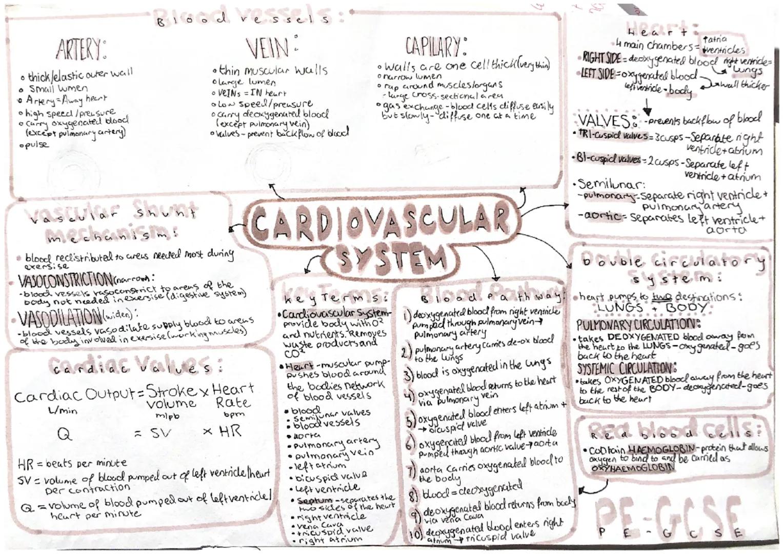 Blood vesses:

ARTERY:
• thick/elastic outer wall
• Small wmen
• Artery=Away heart
• high speed/pressure
• Carry oxygenated blood
(except pu