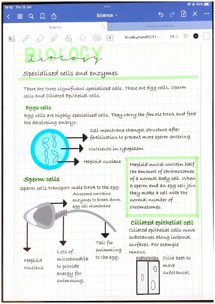 19:42 Thu 12 Jan
Le
سلمة
Cells
Animal cells
Cytoplasm
Science
Mitochondria
Cytoplasm
Nucleus
Plant cells
Cell membrane
Cell wall
Chromosomal
