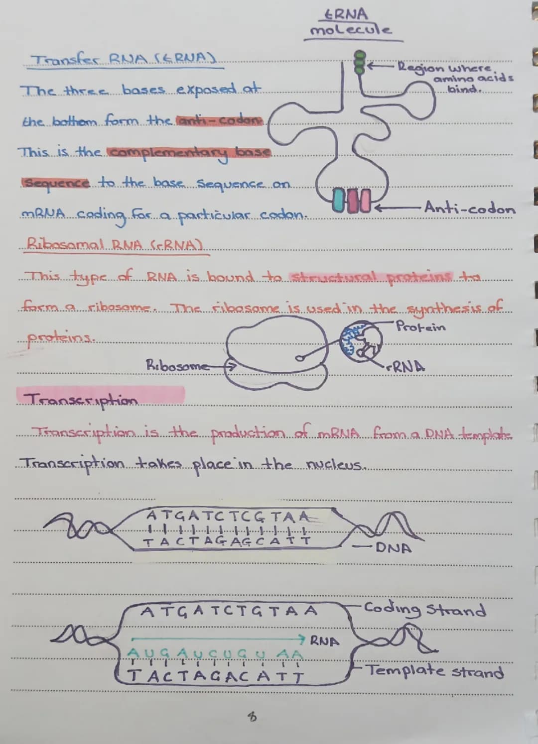 THE STRUCTURE OF DHA
double Stranded helix
and
The DNA is in the form of a doubled
Consists of two strands of repeating units called nucleot