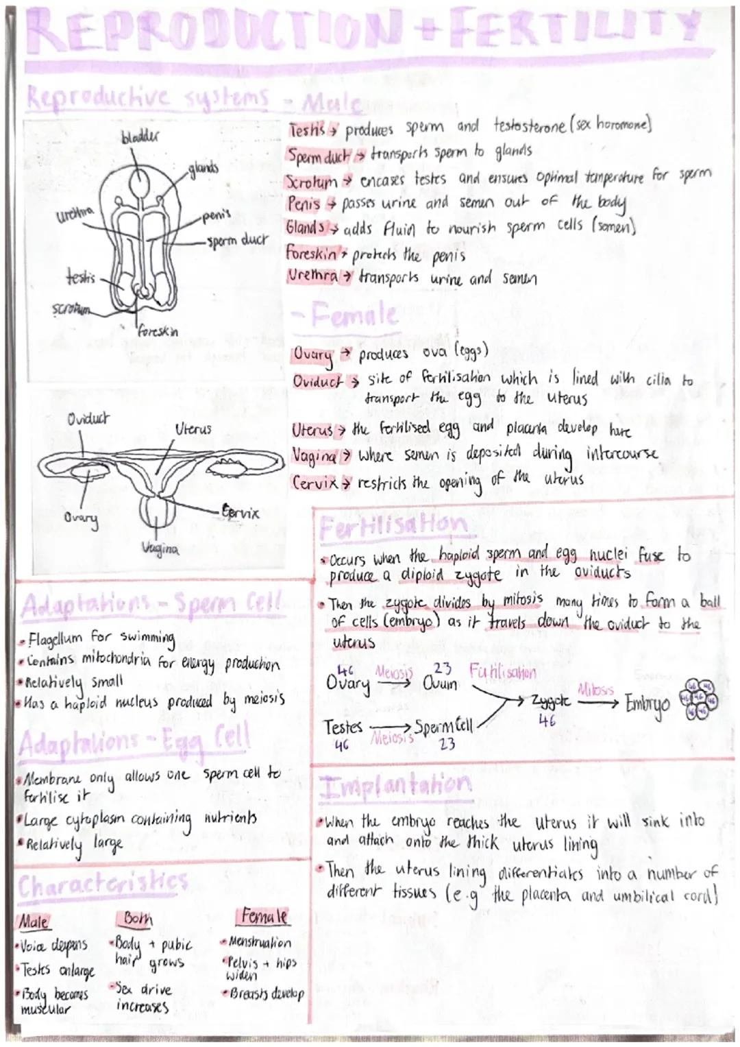 REPRODUCTION +FERTILITY
Reproductive systems - Male
bladder
glands
Urethra
-penis
-sperm
duck
testis.
Scrotum
foreskin
Oviduct
Uterus
Ovary
