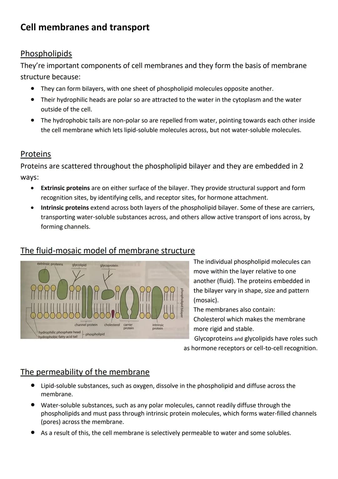 Cell membranes and transport
Phospholipids
They're important components of cell membranes and they form the basis of membrane
structure beca