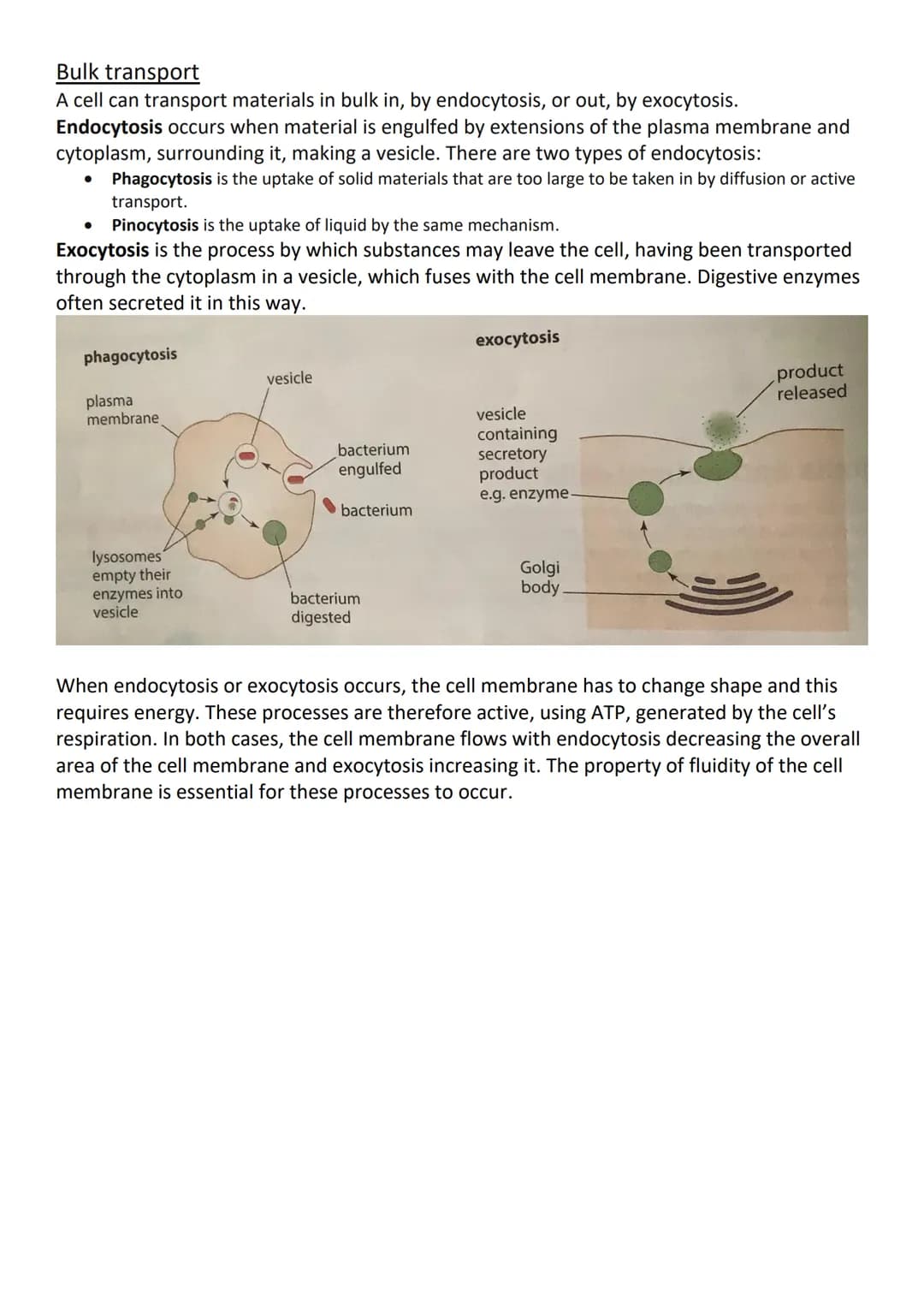 Cell membranes and transport
Phospholipids
They're important components of cell membranes and they form the basis of membrane
structure beca