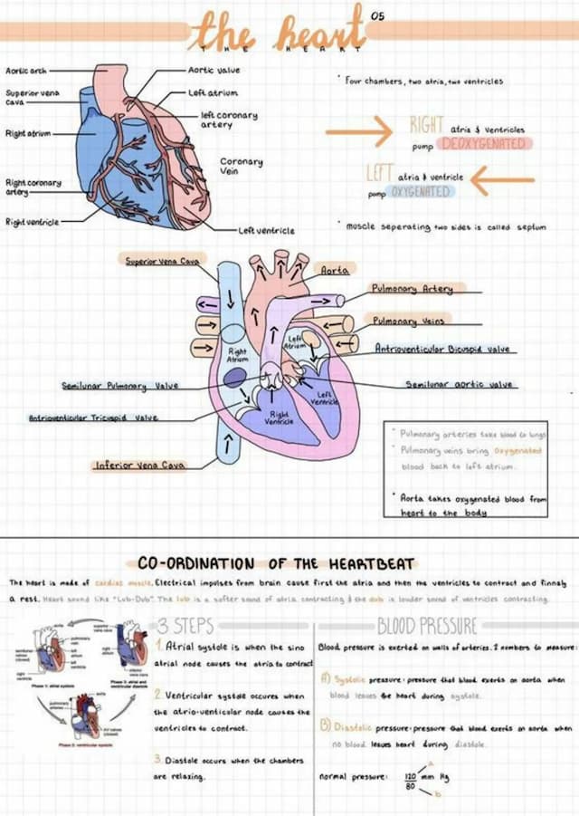 Know Notes on the Heart  thumbnail