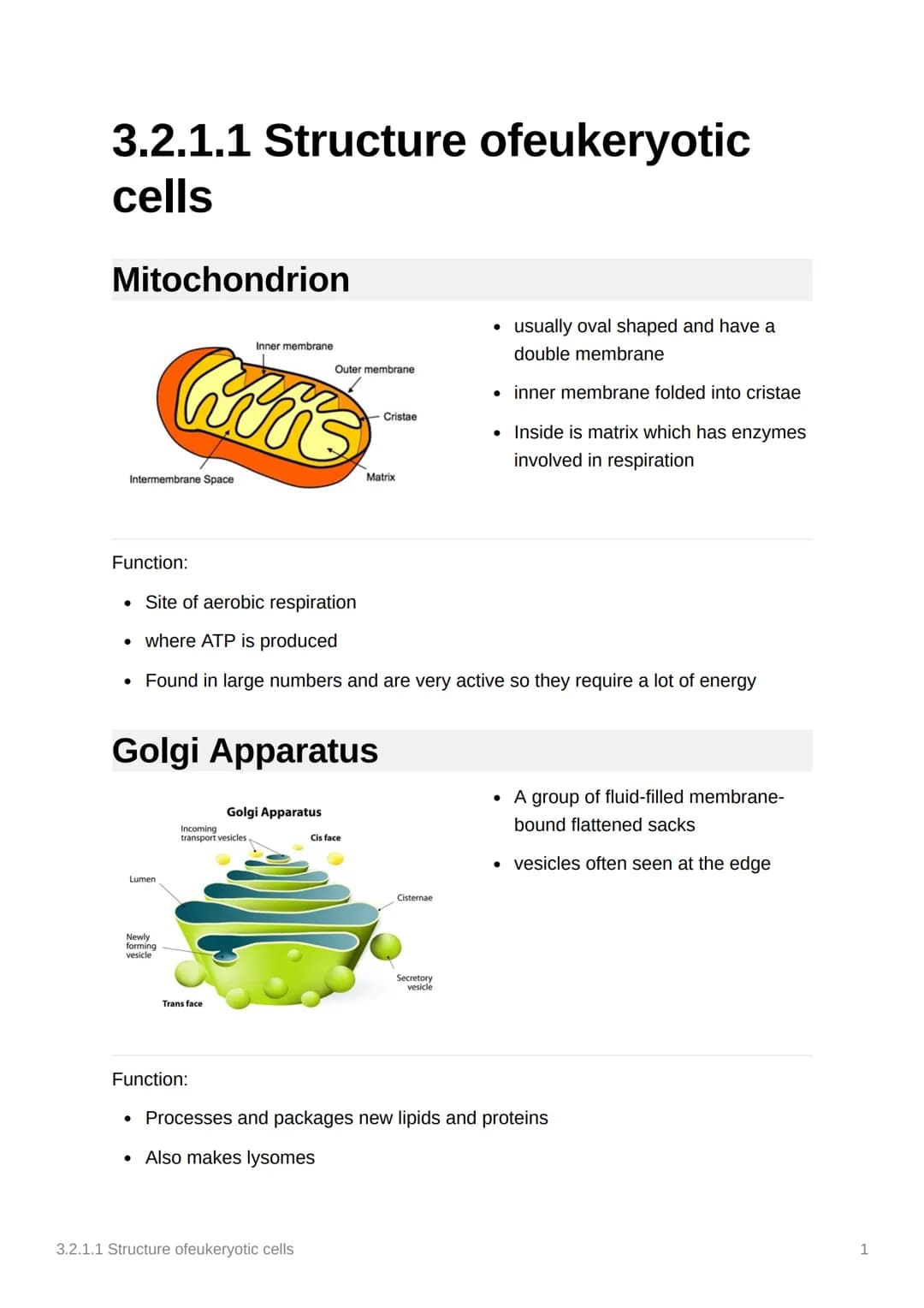 3.2.1.1 Structure ofeukeryotic
cells
Mitochondrion
Intermembrane Space
Function:
hins
Lumen
Newly
forming
vesicle
Inner membrane
Golgi Appar