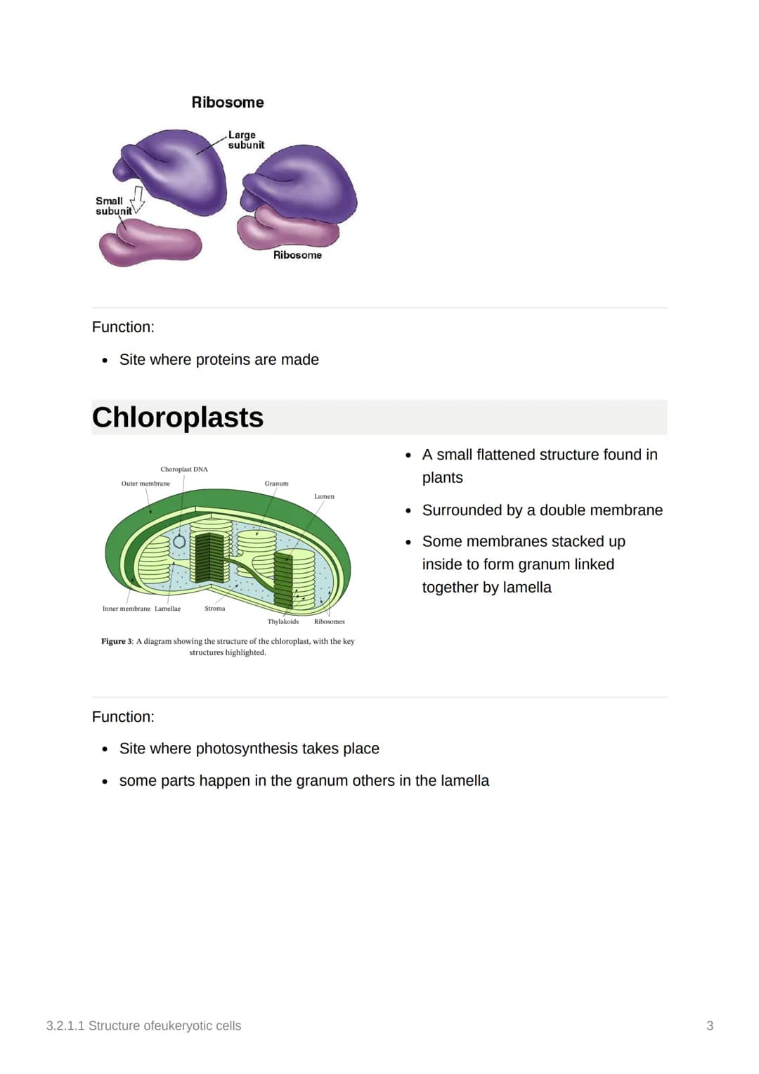3.2.1.1 Structure ofeukeryotic
cells
Mitochondrion
Intermembrane Space
Function:
hins
Lumen
Newly
forming
vesicle
Inner membrane
Golgi Appar