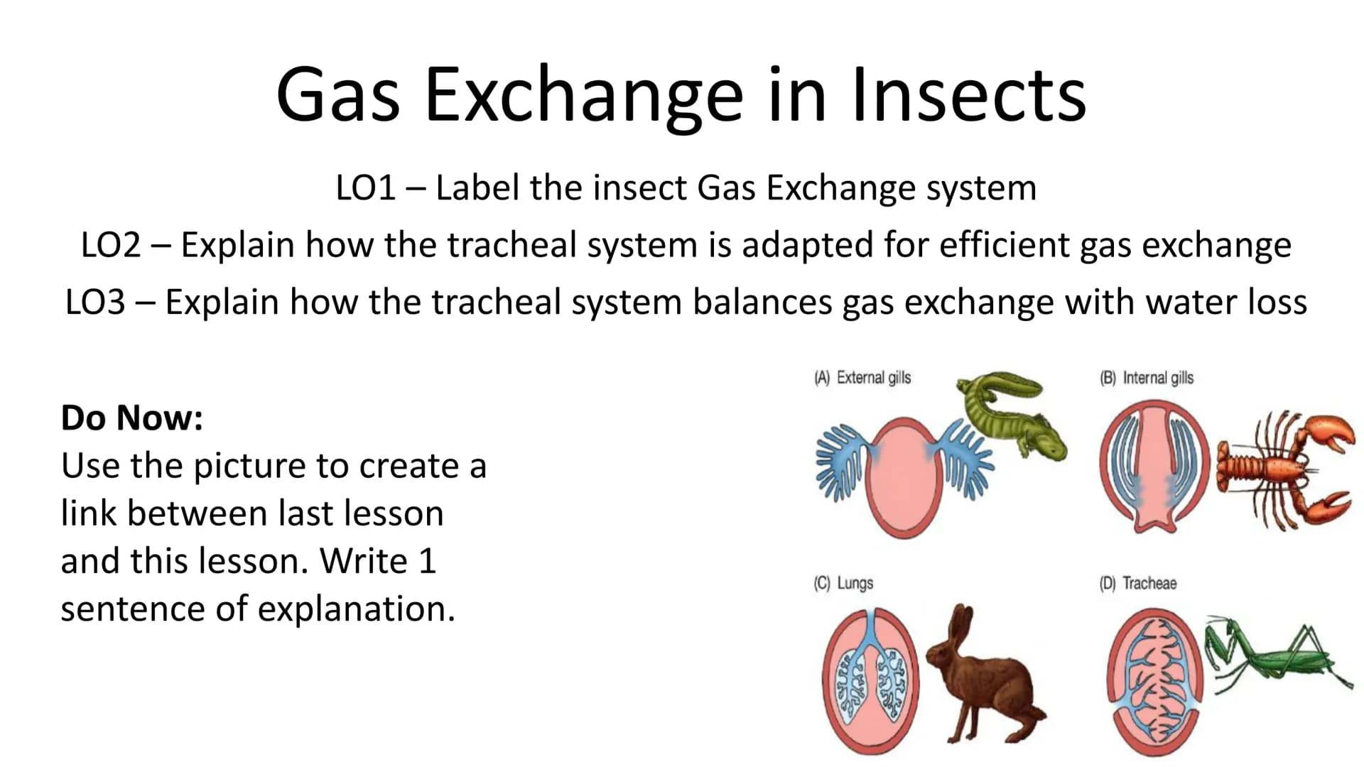 Gas Exchange in Insects
LO1 Label the insect Gas Exchange system
LO2 - Explain how the tracheal system is adapted for efficient gas exchange