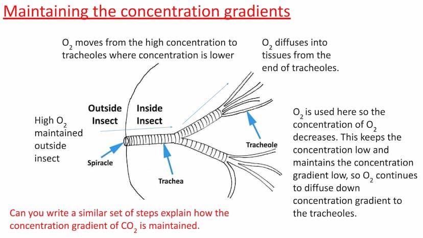 Gas Exchange in Insects
LO1 Label the insect Gas Exchange system
LO2 - Explain how the tracheal system is adapted for efficient gas exchange