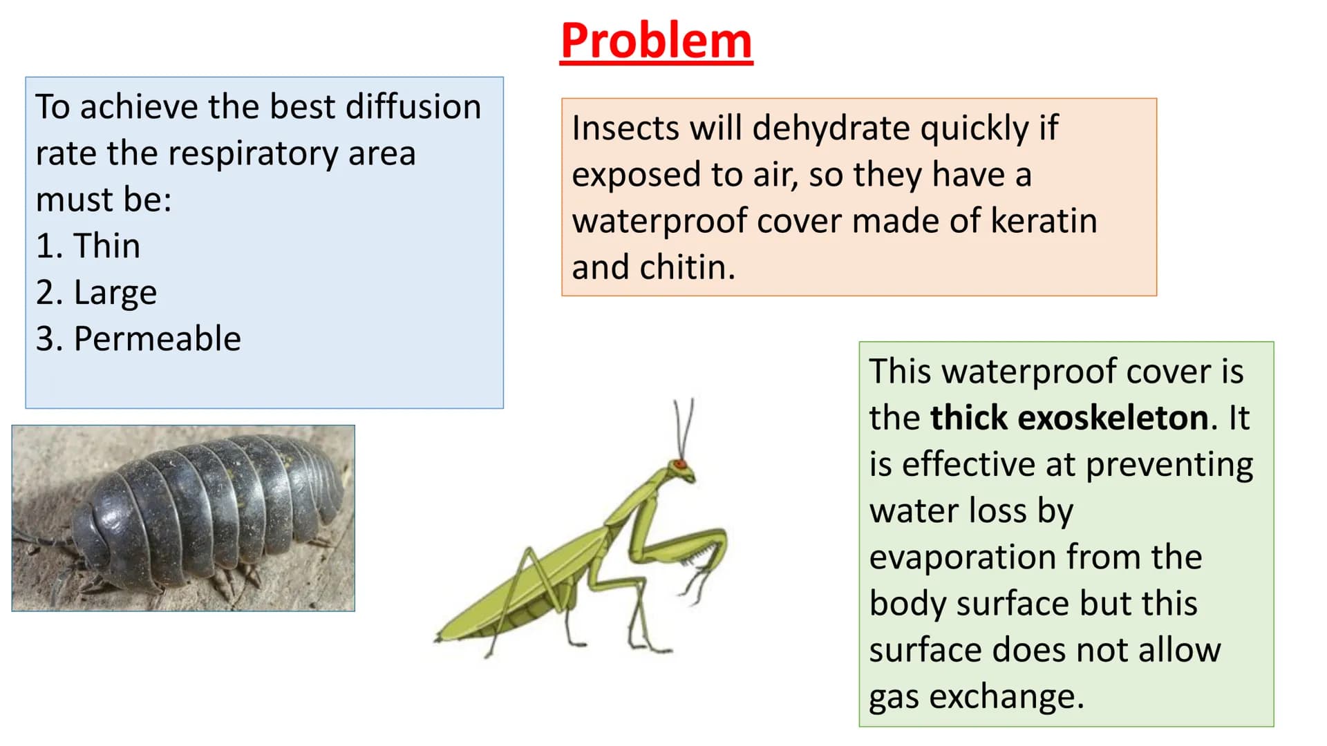 Gas Exchange in Insects
LO1 Label the insect Gas Exchange system
LO2 - Explain how the tracheal system is adapted for efficient gas exchange