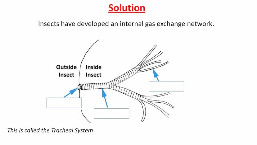 Gas Exchange in Insects
LO1 Label the insect Gas Exchange system
LO2 - Explain how the tracheal system is adapted for efficient gas exchange
