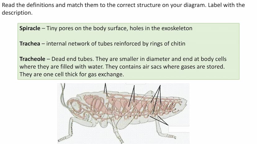 Gas Exchange in Insects
LO1 Label the insect Gas Exchange system
LO2 - Explain how the tracheal system is adapted for efficient gas exchange