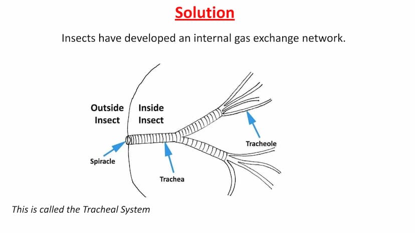 Gas Exchange in Insects
LO1 Label the insect Gas Exchange system
LO2 - Explain how the tracheal system is adapted for efficient gas exchange
