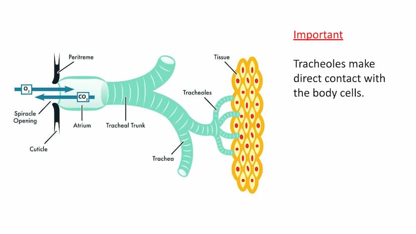 Gas Exchange in Insects
LO1 Label the insect Gas Exchange system
LO2 - Explain how the tracheal system is adapted for efficient gas exchange