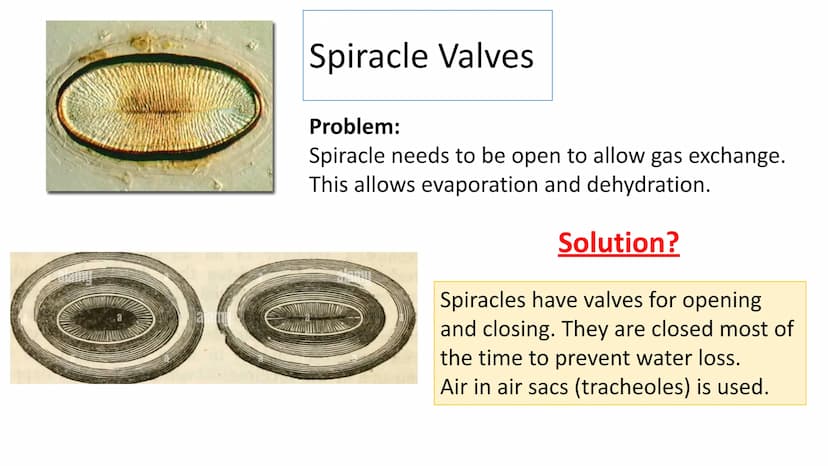 Gas Exchange in Insects
LO1 Label the insect Gas Exchange system
LO2 - Explain how the tracheal system is adapted for efficient gas exchange