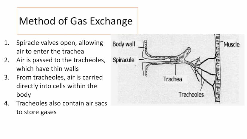 Gas Exchange in Insects
LO1 Label the insect Gas Exchange system
LO2 - Explain how the tracheal system is adapted for efficient gas exchange