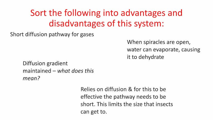Gas Exchange in Insects
LO1 Label the insect Gas Exchange system
LO2 - Explain how the tracheal system is adapted for efficient gas exchange