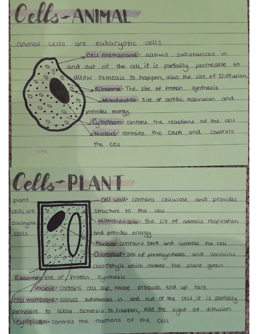 B1 biology revision cards