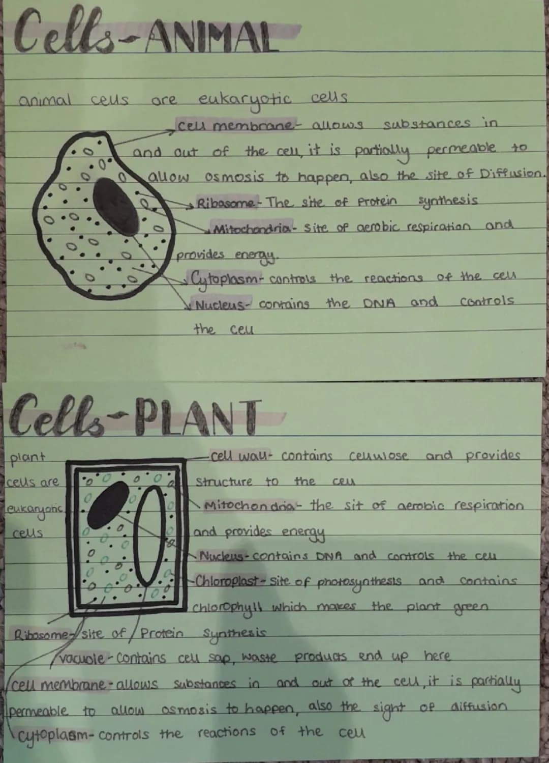 Cells-ANIMAL
animal
ceus
are eukaryotic cells.
ceu membrane- allows substances in
and out of
the cell, it is partially permeable to
allow os