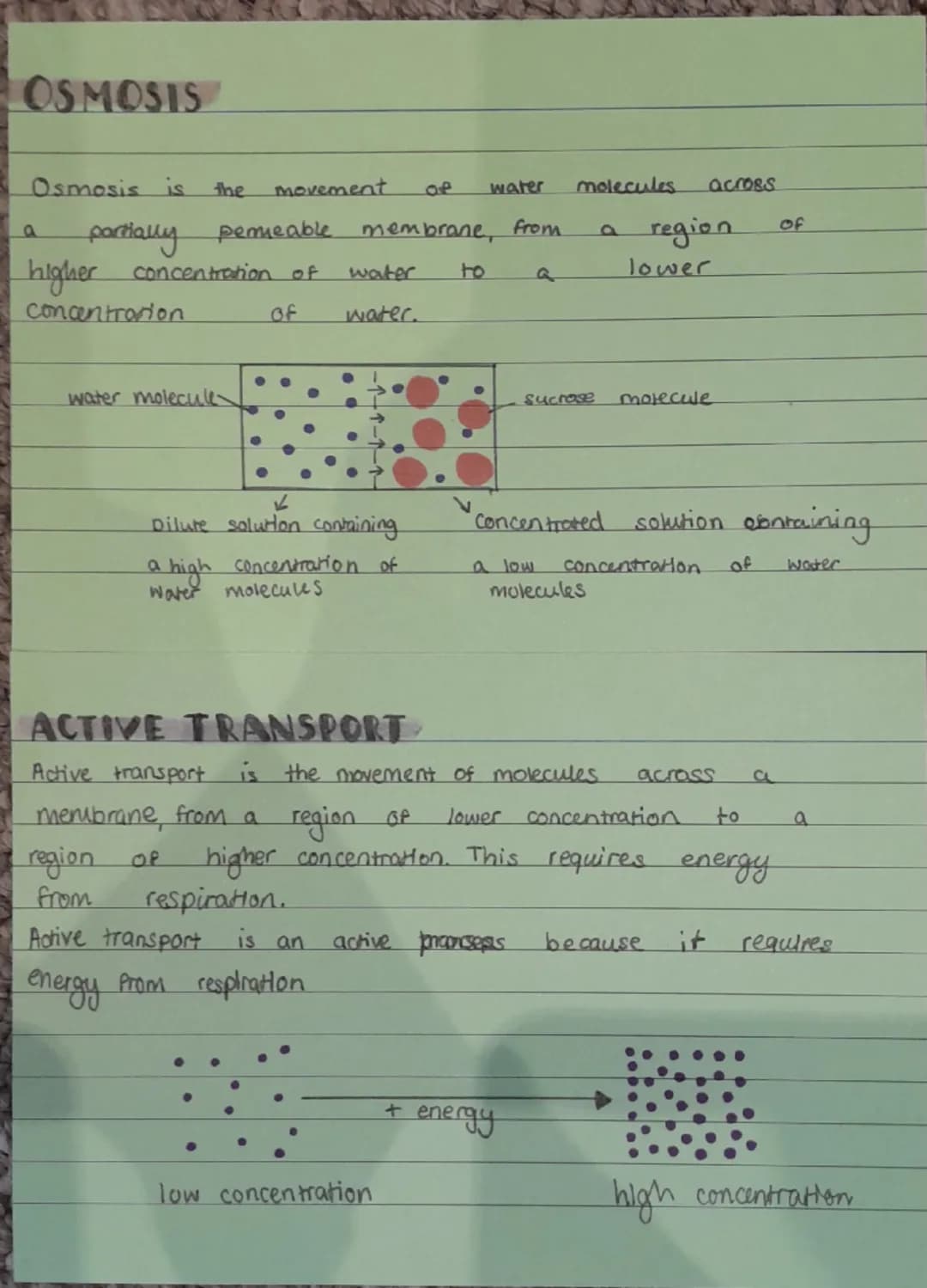 Cells-ANIMAL
animal
ceus
are eukaryotic cells.
ceu membrane- allows substances in
and out of
the cell, it is partially permeable to
allow os