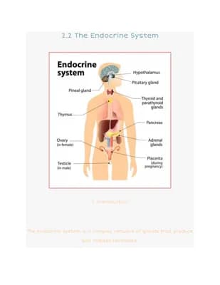 Know 2.2 The Endocrine System thumbnail