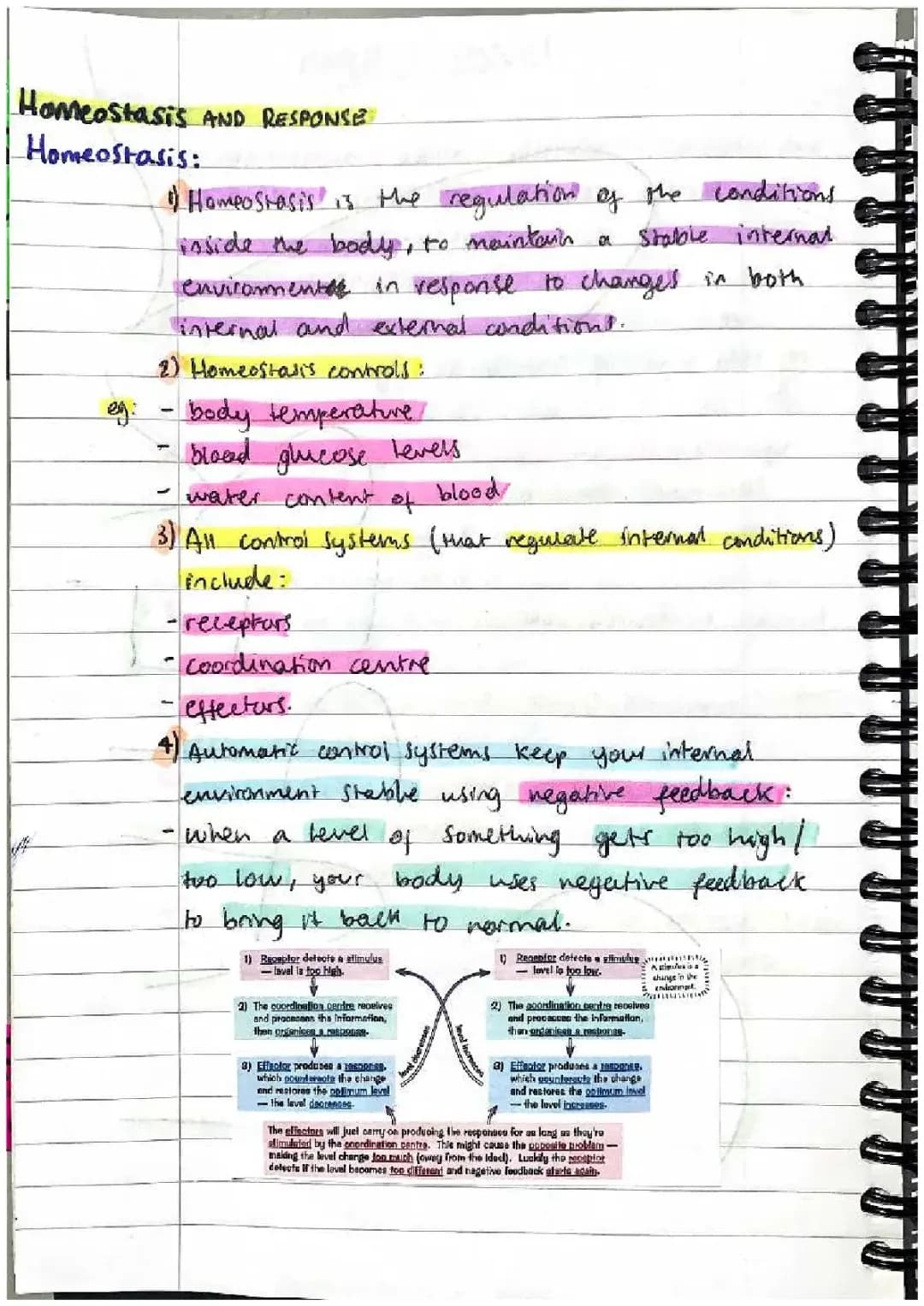 Understanding Homeostasis: Negative and Positive Feedback Mechanisms and Reflex Actions