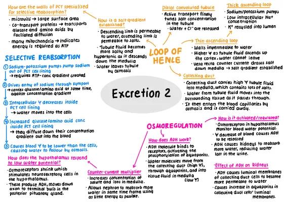 Know Biology - Excretion 2 thumbnail