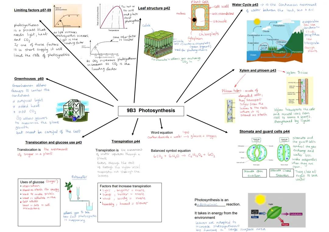 Understanding the Factors that Limit Photosynthesis in Plants