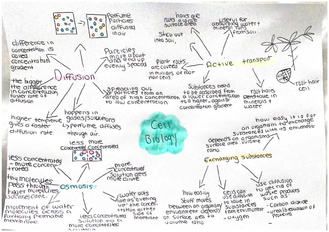 Cell biology|diffusion,osmosis,active transport & exchanging substances|