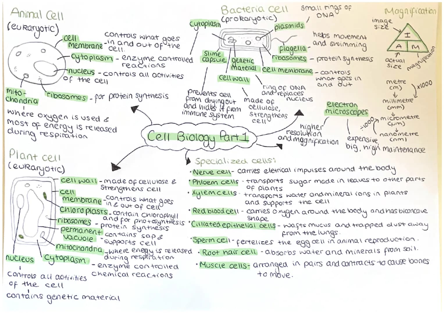 Animal Cell
(eu Raryotic)
-cell
controls what goes
membrane cell.
-in and out of the
-cytoplasm - enzyme controlled
reactions
-nucleus - con