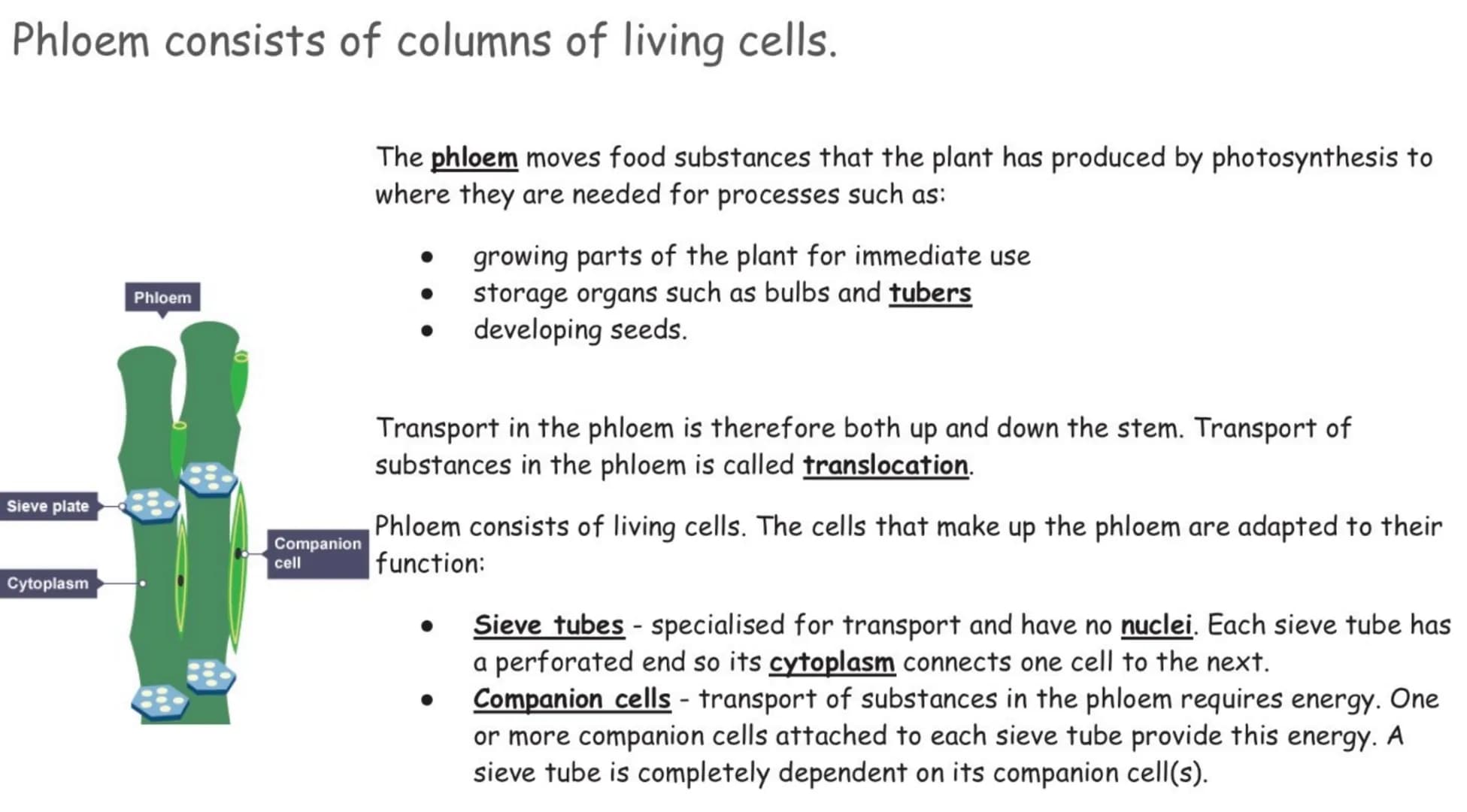 Phloem consists of columns of living cells.
Sieve plate
Cytoplasm
Phloem
Companion
cell
The phloem moves food substances that the plant has 