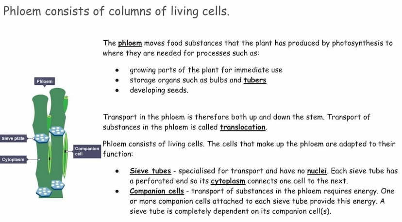 Phloem consists of columns of living cells.
Sieve plate
Cytoplasm
Phloem
Companion
cell
The phloem moves food substances that the plant has 