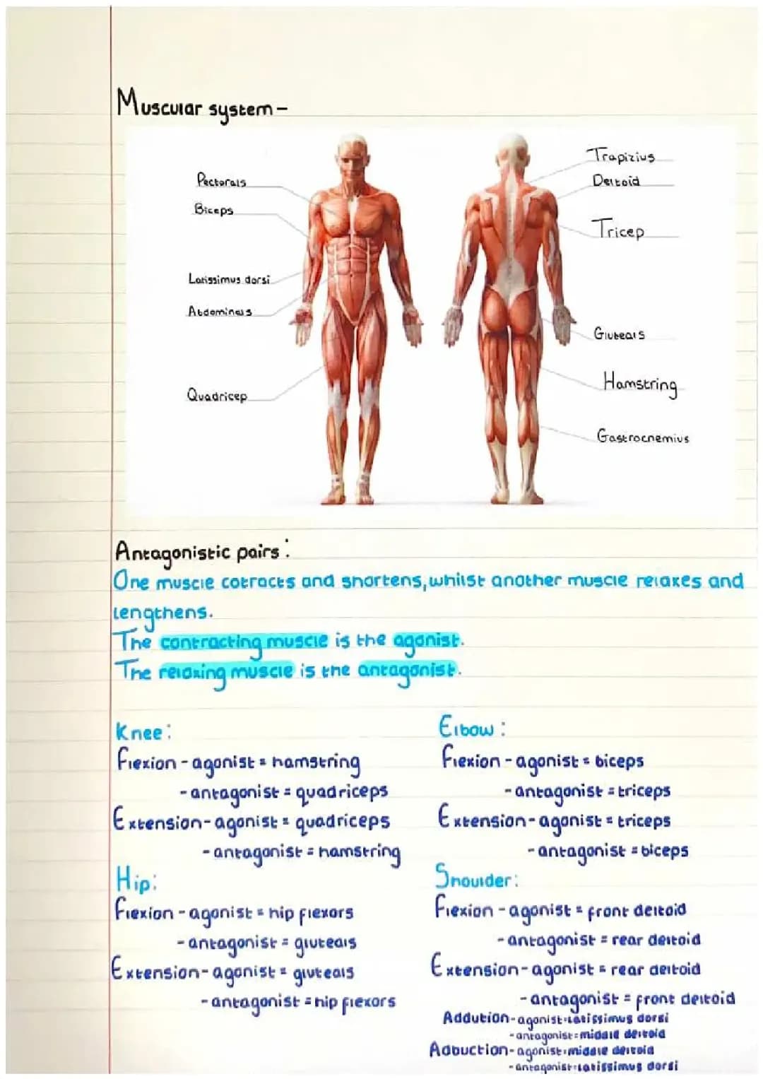 Fun Guide to Antagonistic Muscle Pairs and More