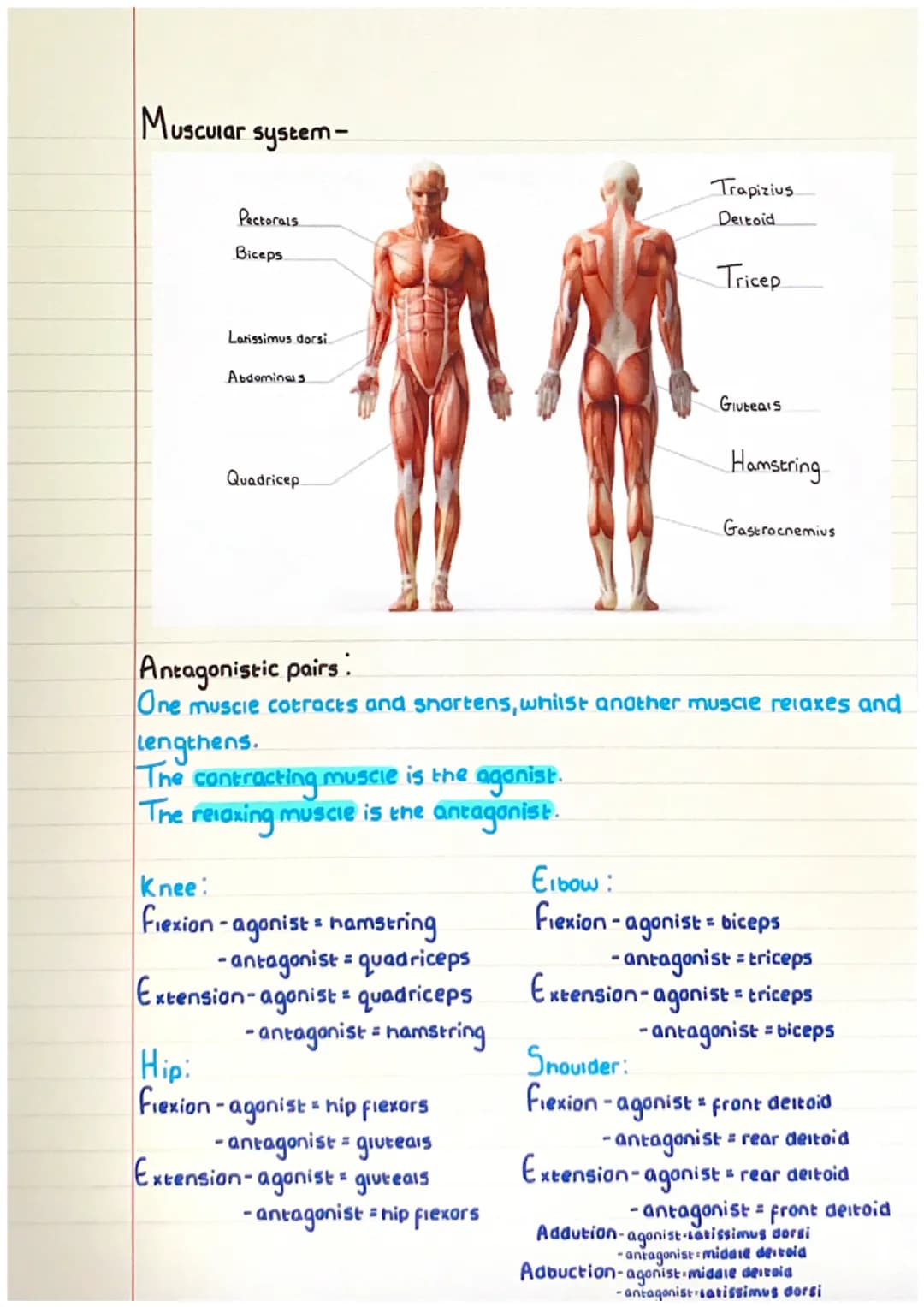 Muscular system-
Pectorals
Biceps
Latissimus dorsi.
Abdominals
Quadricep
Lengthens.
The contracting muscle is the agonist.
The
relaxing musc