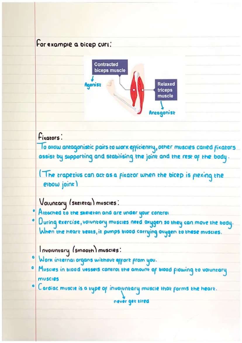 Muscular system-
Pectorals
Biceps
Latissimus dorsi.
Abdominals
Quadricep
Lengthens.
The contracting muscle is the agonist.
The
relaxing musc