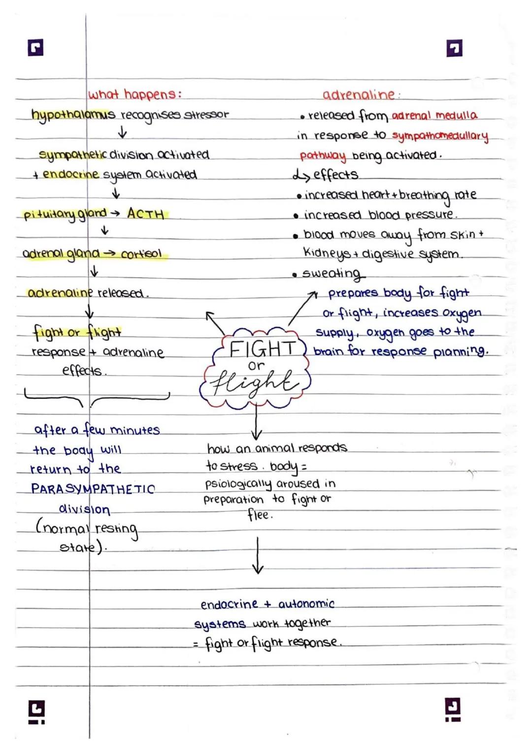 what happens:
hypothalamus recognises stressor
↓
sympathetic division activated
+ endocrine system activated.
↓
pituitary gland→ ACTH
↓
adre