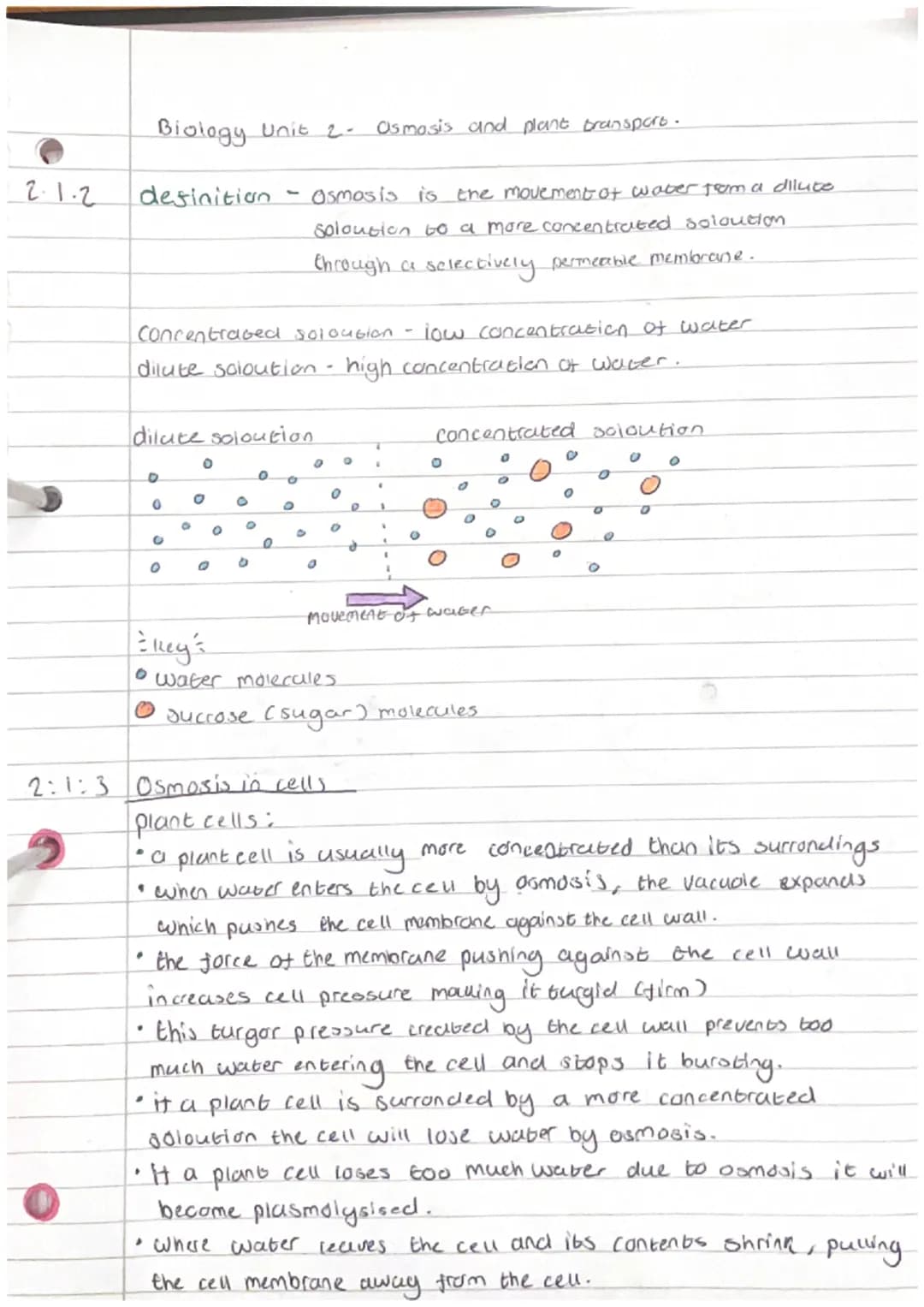 2.1.2
Biology Unit 2- Osmosis and plant transport.
definition Osmosis is the movement of water from a diluce
soloution to a more concentrate