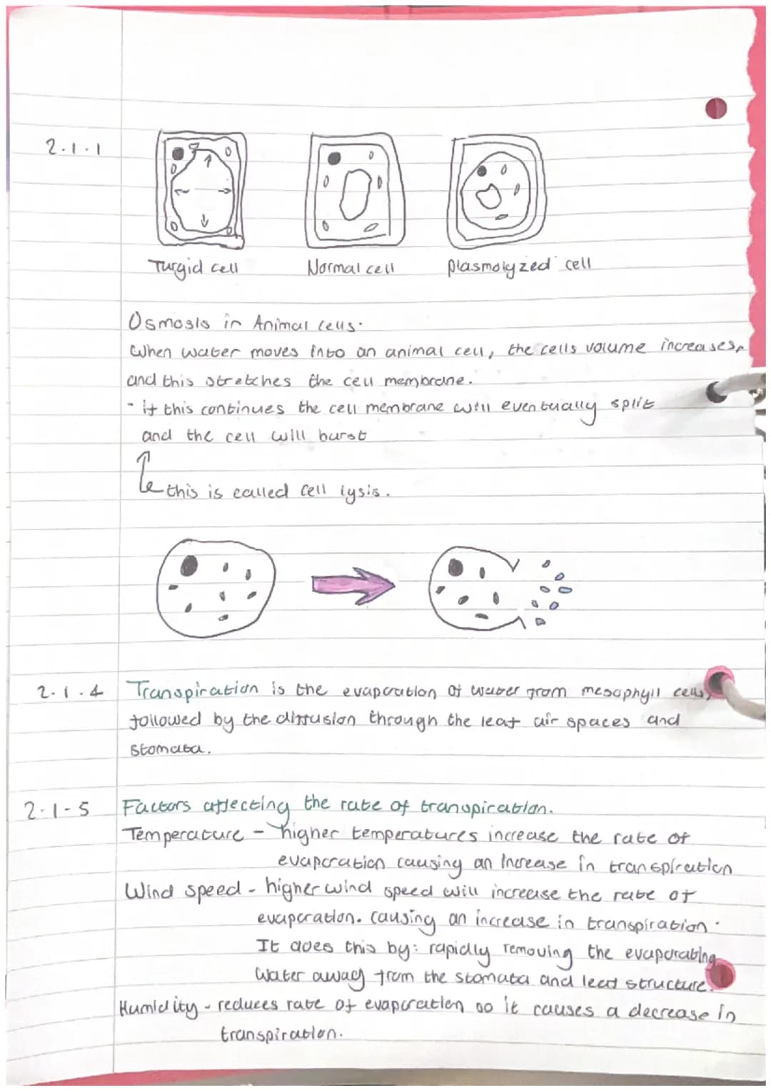 2.1.2
Biology Unit 2- Osmosis and plant transport.
definition Osmosis is the movement of water from a diluce
soloution to a more concentrate
