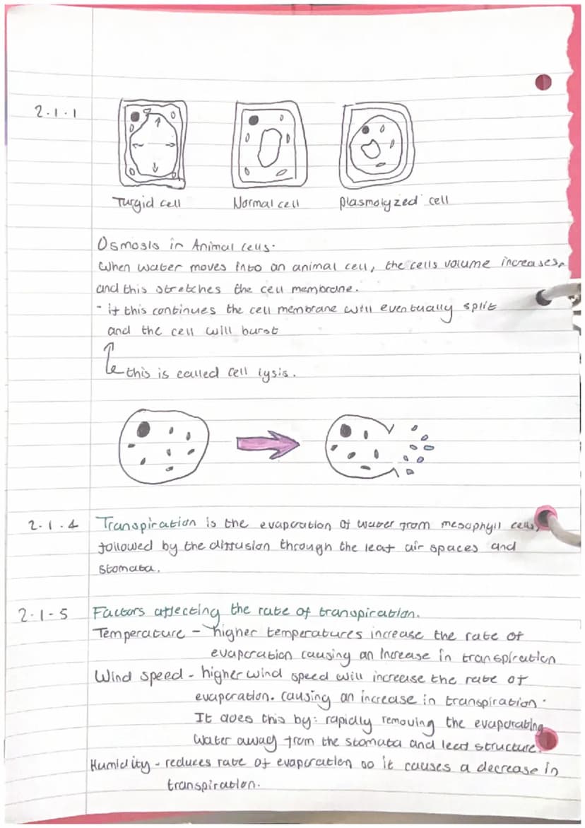 2.1.2
Biology Unit 2- Osmosis and plant transport.
definition Osmosis is the movement of water from a diluce
soloution to a more concentrate