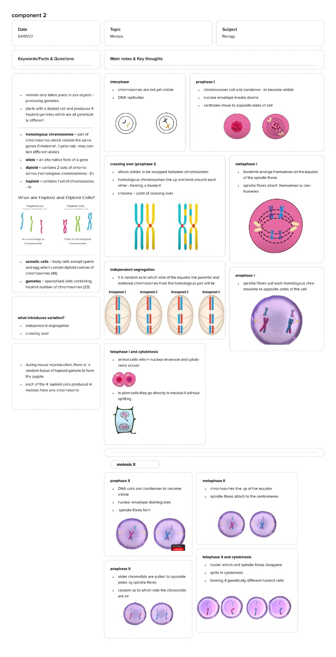 Meiosis