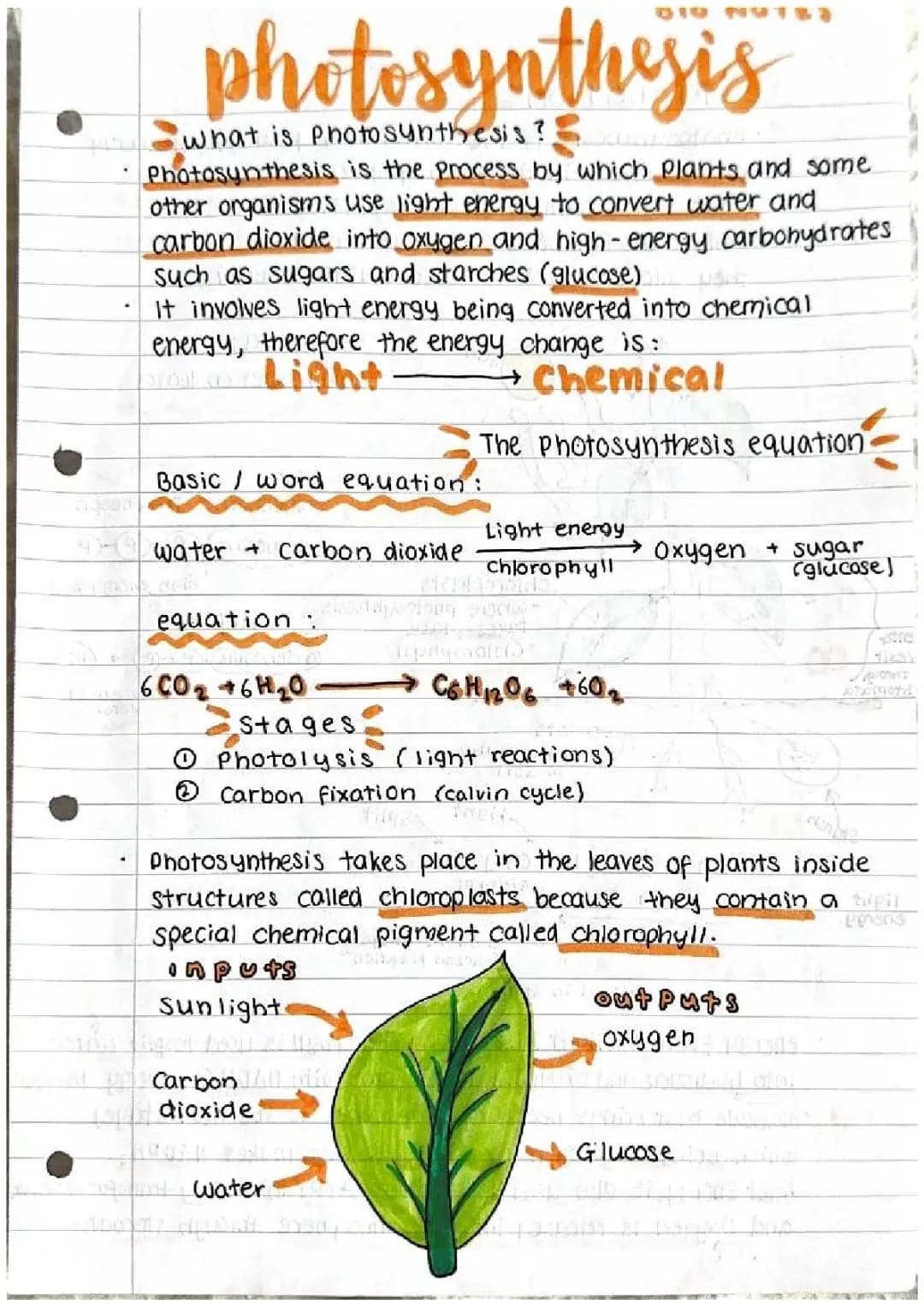 Photosynthesis notes