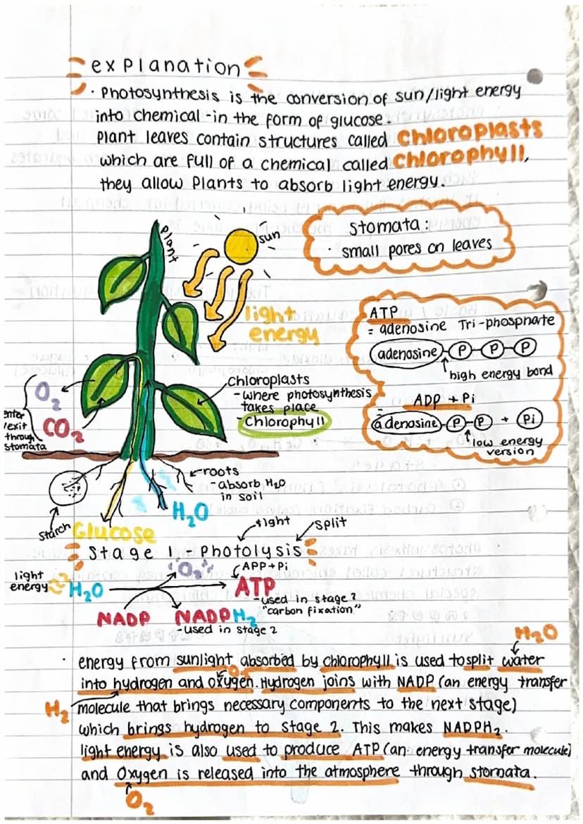 .
photosynthesis
what is Photosynthesis?
Photosynthesis is the process by which plants and some
other organisms use light energy to convert 